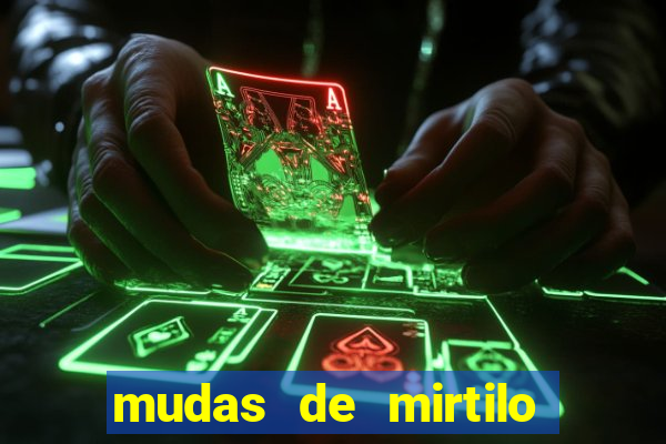 mudas de mirtilo em porto alegre